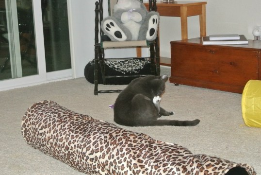 Cleaning my HIND toes is more impawtant than you