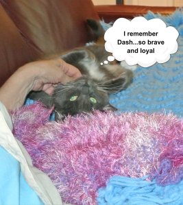 savvy remembers Dash