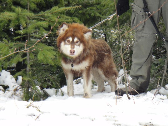 West Tiger Two, 4.29.11 002