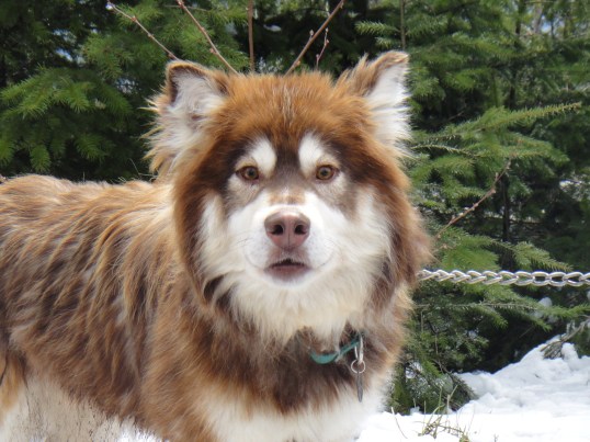 West Tiger Two, 4.29.11 005