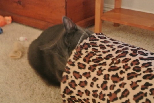 There is that pawful smell again?!!