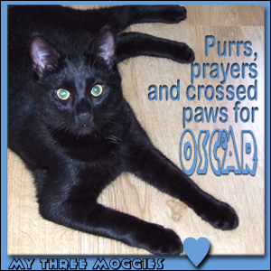 Purrs for Oscar