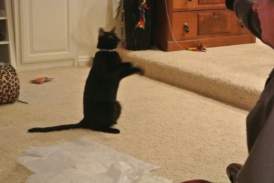 Playing with my toys!!