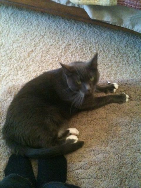 Me...on day 3 of being 'fostered'...barely sitting on Mom's feet