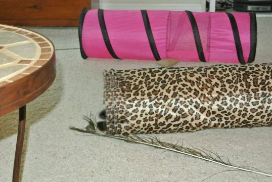 As IF I don't see The Kid!