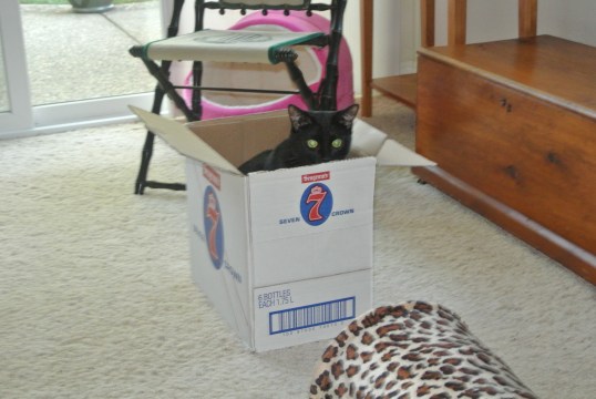 Wow! This is so cool!