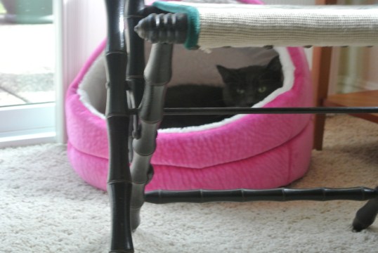 Hisssssssssssssss!!!!