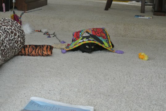 Keeping low...inching closer...hee...hee