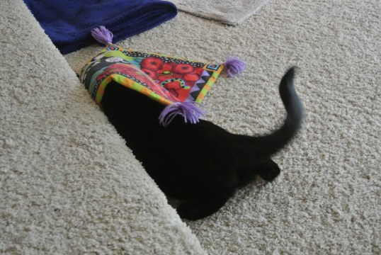 OH!! Here is my turtle shell!!