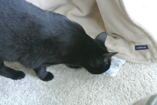 what does 'electric' mean??