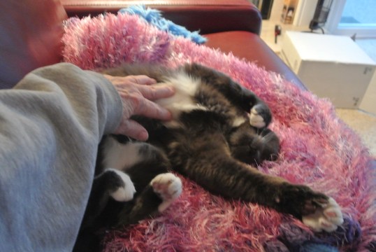 Ahhh...stretch and role on back for tummy rubbing