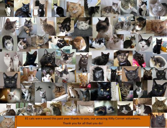 KC Anniversary cats 2013-2014