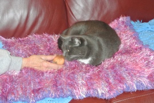 Yes...'that' is an egg from a chicken...it smells like a chicken yard