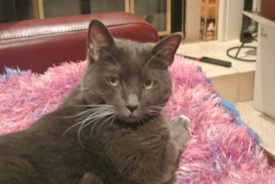 Paw It Forward ...My Passion