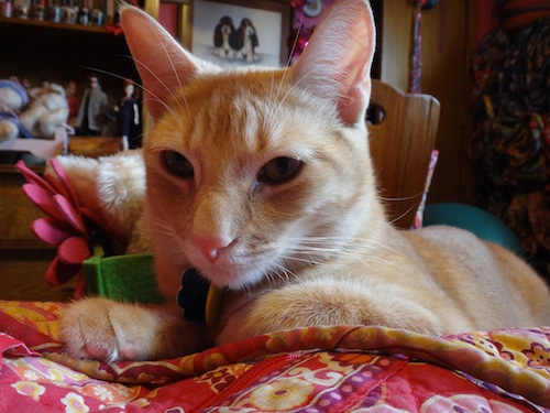 Lone Star Cats_Travis