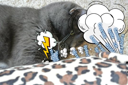 random dot org delivery