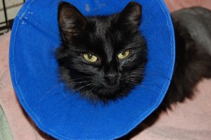 DSC_0699-1200-300x199