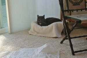 My Big Cat Leopard Bed...also from Dad P