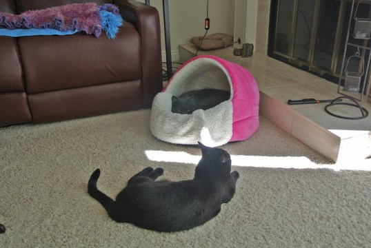 I can see you...twerp!