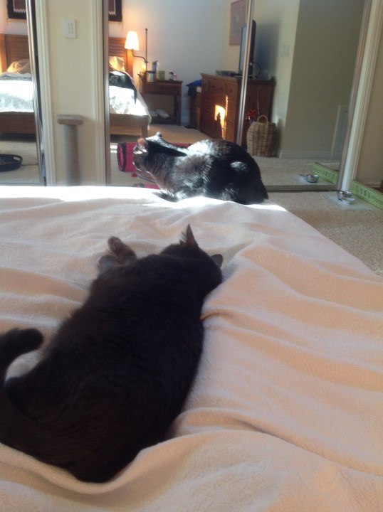 That's right look away from my royal purrsonage...