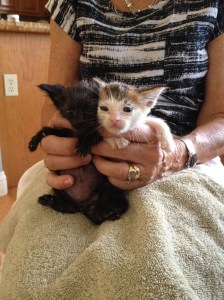 Dumped Alive in Dumpster