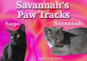 mousebreath interview