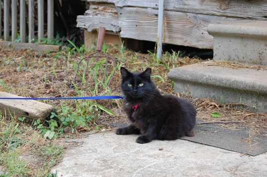 What?  You said you want me???