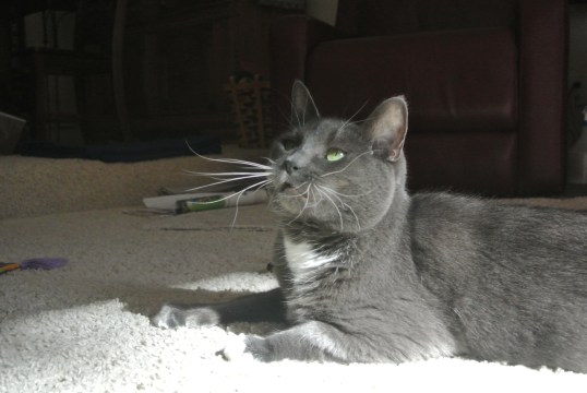 Thank you Ceiling Cat for saving Cuzin Leo...and finding him a home other than mine!