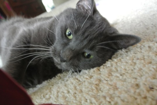 Do not even mention the word "Vet"