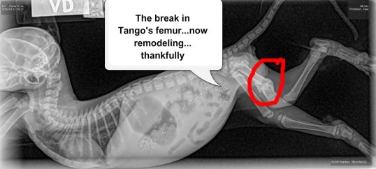 Tango broken femur