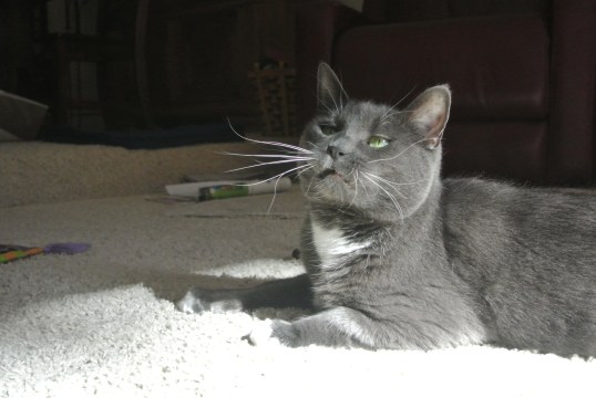 Thank You Ceiling Cat for Giving Me Sparkle as My Friend