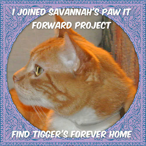 paw it forward badge for blog post