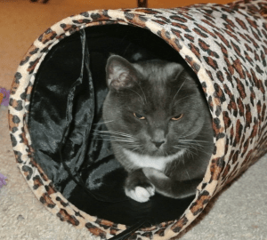 savvy talking tunnel