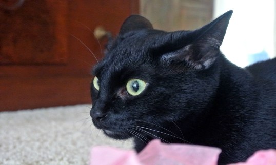 Oh Cat!! HRH Savannah knows I am with you Tissue Paper!! 