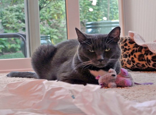 No, that tissue paper is NOT calling my name...nope, not happening...