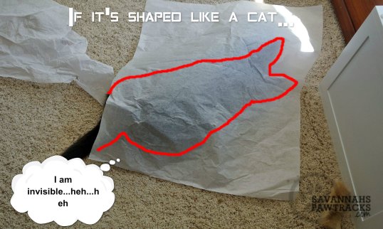 HRH Savannah's Invisibility cloak made of tissue paper