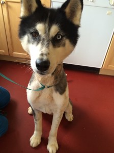 Hey, I may have my forever home!