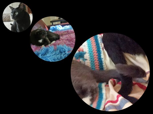 The Kid Sage arrived, I hissed and now our tails have met