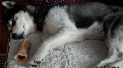 I can SEE you...looking at MY bone!