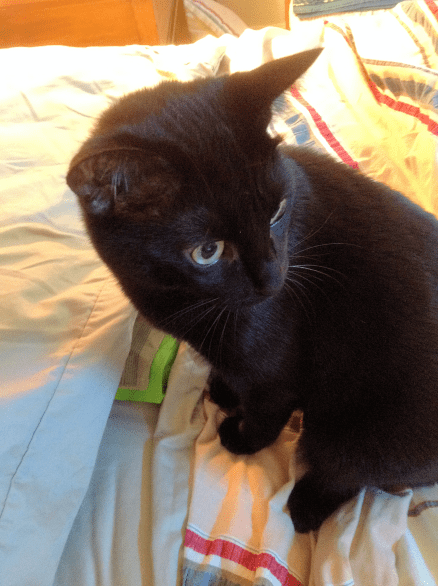 Mom L saw me again, right?..MOUSES!!!