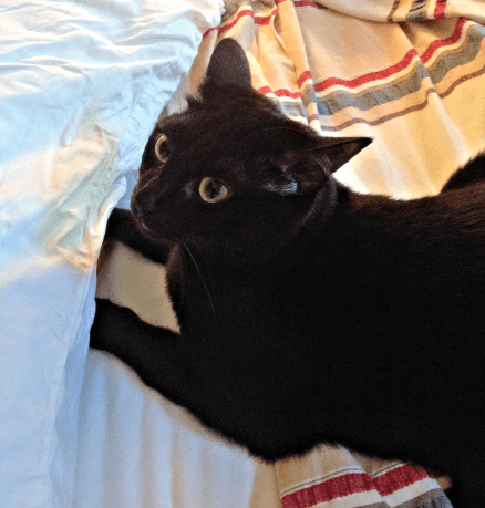 What do you mean??? PAWS UP???!!! I'm innocent, I swear!!