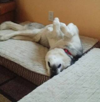 Oh My Dog!! This kid is wearing me out!