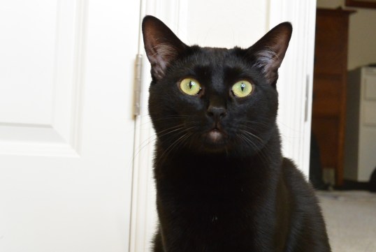 Nope, not ever never gonna 'whiff' her tail...might be painful