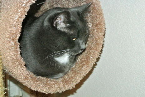 Eyes openning wider for a better assessment of play potential