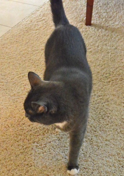 Nada to the right...I think...hmmm...that's the dining room...??