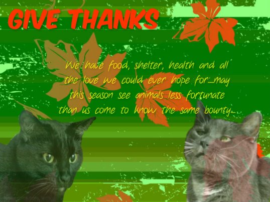 thanksgiving card from the girls