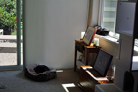 I need to keep the sun off my delicate white paws