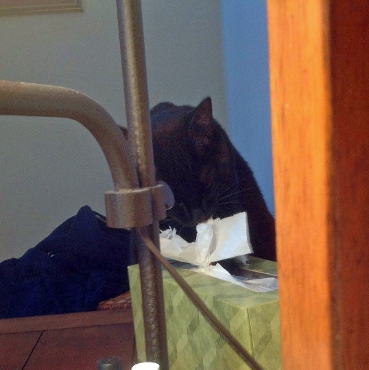 Meowzers! I need my paws for leverage