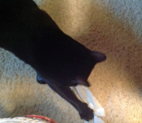 Now I have you just where I want you *shred, tear, munch*