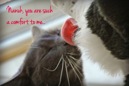 nanuk you comfort me